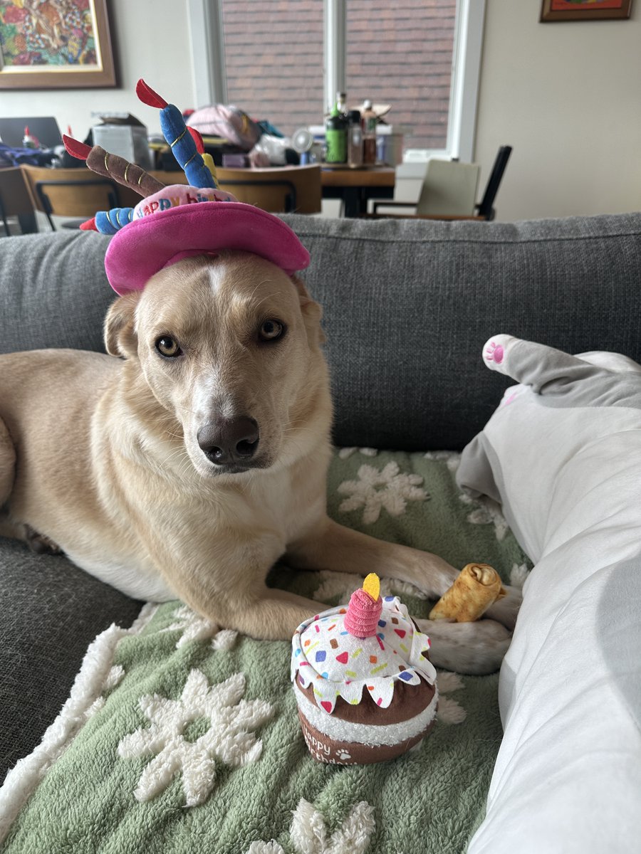 culturlviolnce's tweet photo. TREND THE HASHTAGS FOR BUTTER'S GOTCHA DAY #HAPPYBUTTERDAY #BETTERWITHBUTTER https://t.co/Ycz3z8ynVU