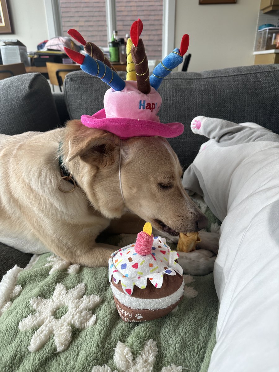 culturlviolnce's tweet photo. TREND THE HASHTAGS FOR BUTTER'S GOTCHA DAY #HAPPYBUTTERDAY #BETTERWITHBUTTER https://t.co/Ycz3z8ynVU