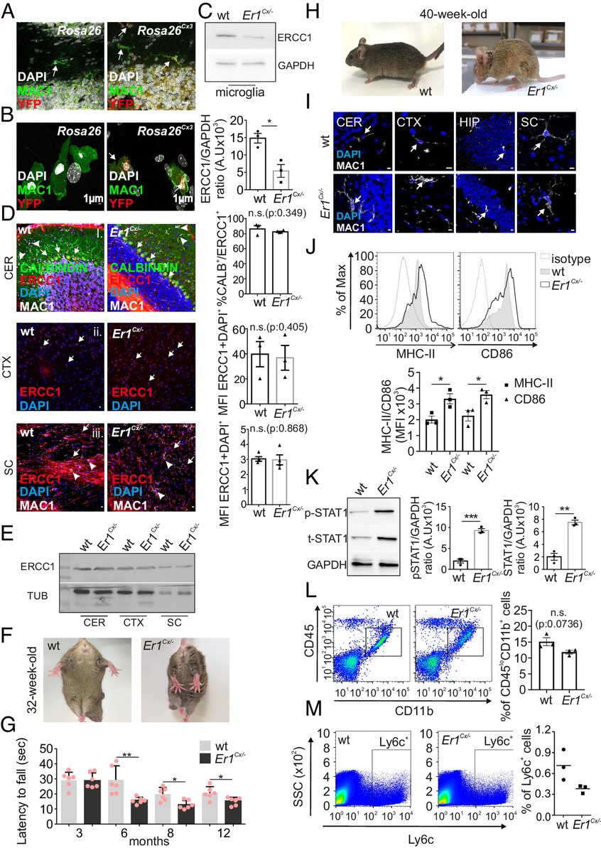 LukensJohnR's tweet photo. Microglia-derived extracellular vesicles trigger age-related neurodegeneration upon DNA damage | PNAS https://t.co/RrdyWAwjMs https://t.co/wjEL2FRMgx