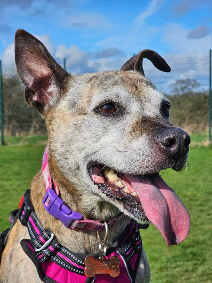 SeniorStaffy's tweet photo. Beautiful Violet is 8 yrs old. She is well trained, gentle &amp; polite &amp; knows basic commands. Violet is energetic &amp; loves being out &amp; about on walks. She also loves playing with toys &amp; usually sleeps with a stuffed toy 🥰
Violet’s details are in the link ⬇️
https://t.co/lDqcdkj7t6 https://t.co/YB06iz3cch