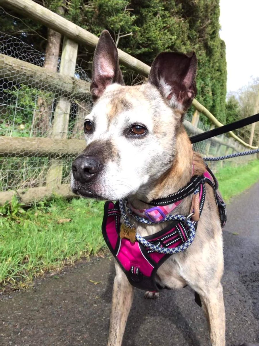 SeniorStaffy's tweet photo. Beautiful Violet is 8 yrs old. She is well trained, gentle &amp; polite &amp; knows basic commands. Violet is energetic &amp; loves being out &amp; about on walks. She also loves playing with toys &amp; usually sleeps with a stuffed toy 🥰
Violet’s details are in the link ⬇️
https://t.co/lDqcdkj7t6 https://t.co/YB06iz3cch