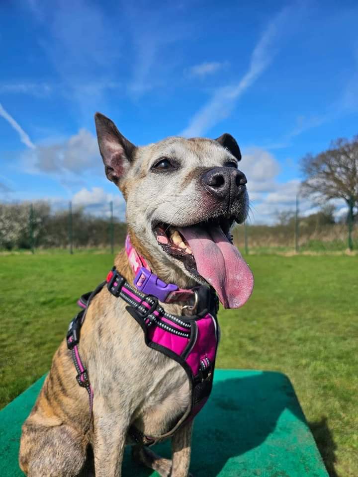 SeniorStaffy's tweet photo. Beautiful Violet is 8 yrs old. She is well trained, gentle &amp; polite &amp; knows basic commands. Violet is energetic &amp; loves being out &amp; about on walks. She also loves playing with toys &amp; usually sleeps with a stuffed toy 🥰
Violet’s details are in the link ⬇️
https://t.co/lDqcdkj7t6 https://t.co/YB06iz3cch