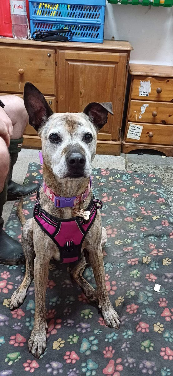 SeniorStaffy's tweet photo. Beautiful Violet is 8 yrs old. She is well trained, gentle &amp; polite &amp; knows basic commands. Violet is energetic &amp; loves being out &amp; about on walks. She also loves playing with toys &amp; usually sleeps with a stuffed toy 🥰
Violet’s details are in the link ⬇️
https://t.co/lDqcdkj7t6 https://t.co/YB06iz3cch