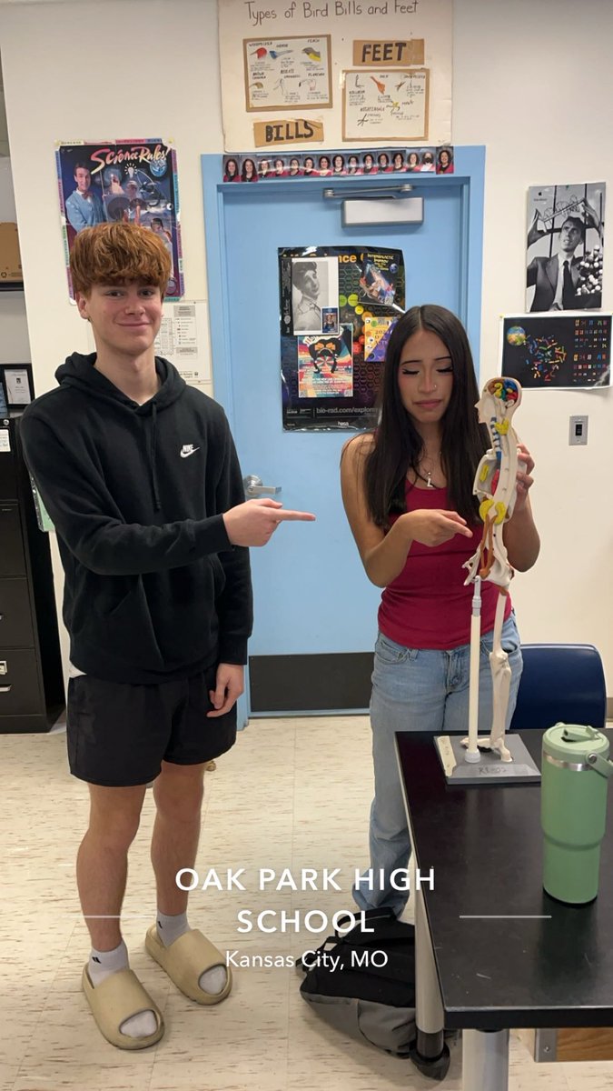 Kidneys and the urinary system on our manikens today in HBS! ⁦@Northmen_OPHS⁩ #HBS  #college #PLTW #kidney #anatomy