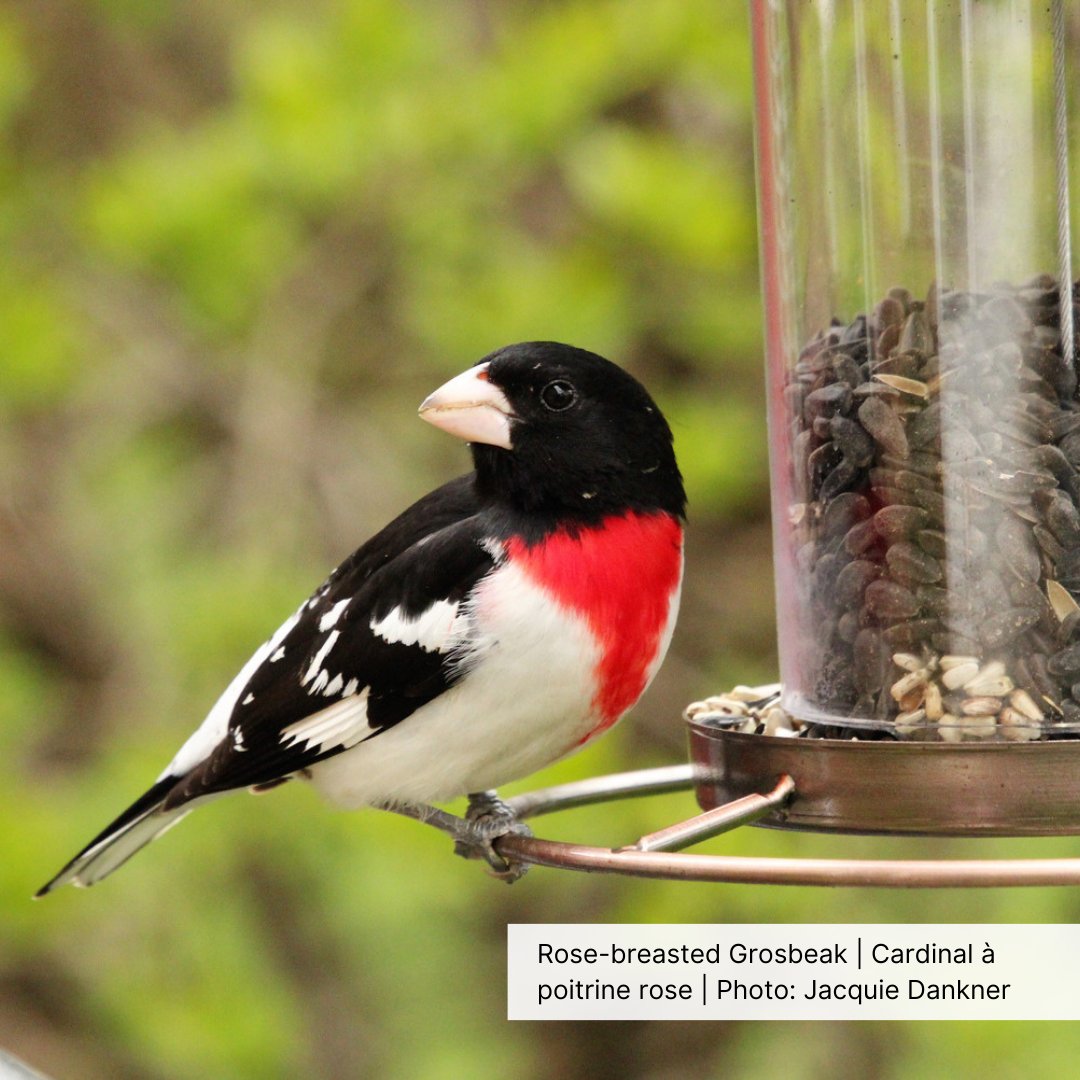 Calling all last-minute counts! The 2023-24 @Feederwatch season ends April 30, making April 29 the final day to start a 2-day count. Don’t forget to renew for the 2024-25 season: tinyurl.com/4jre3457