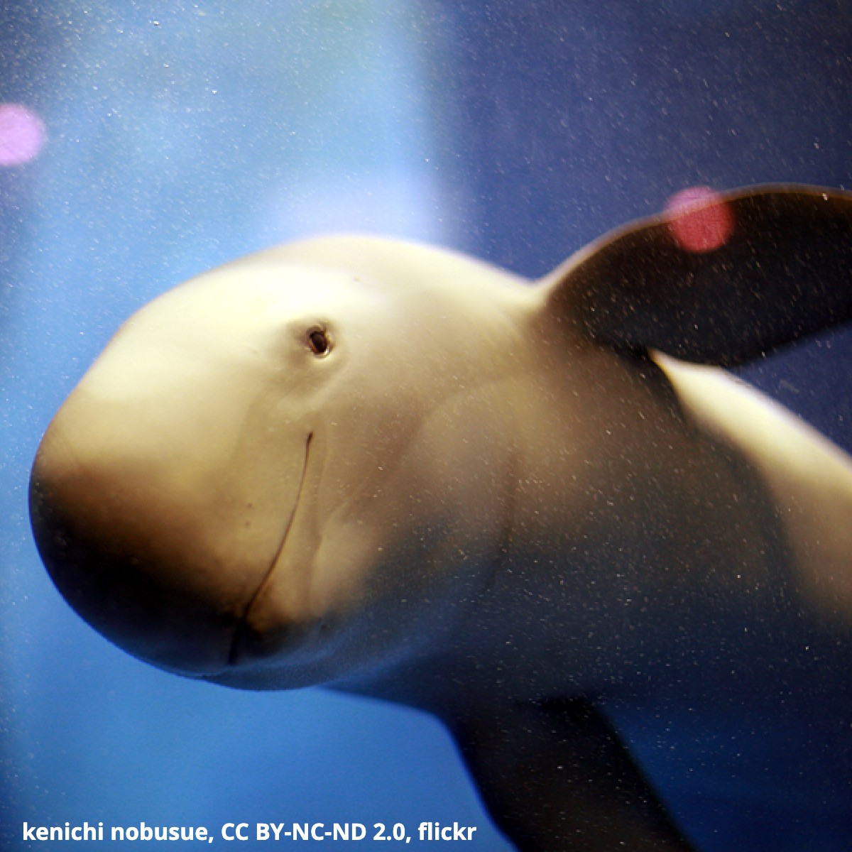 Name that cetacean! Found in waters off the coasts of Southeast Asia, this marine mammal inhabits both fresh and saltwater. It dines on squid, crustaceans, & small fishes. True to its name, it has no dorsal fin. Have you guessed it yet? It’s the Indo-Pacific finless porpoise!