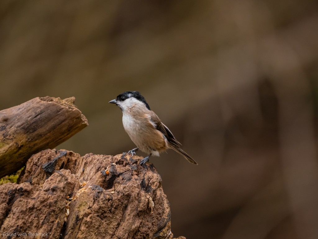 A Marsh Tit in the woodland at Lackford Lakes, a tiny bird with a big personality.

Marsh Tits are known for their remarkable memory, able to relocate hidden food stashes months later.

Enhanced using the new <a href="/hellobirdspot/">BirdSpot</a> BirdPack presets, every feather detail is captured.