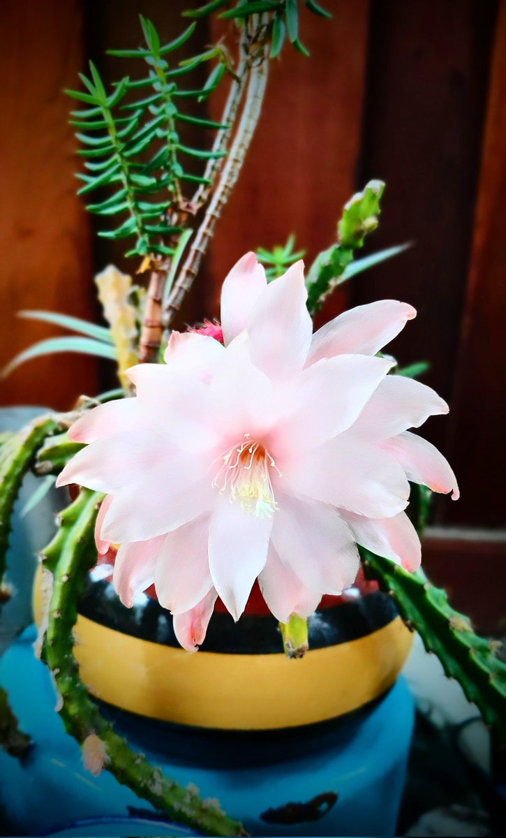 Another bloom from that same cactus, that finally came to life after 10 years!

Beautiful!