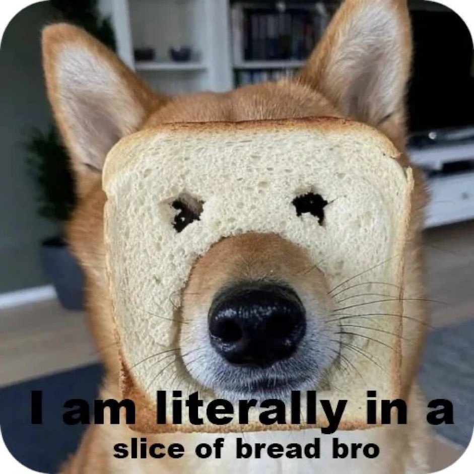 CyMoo0n's tweet photo. @ProTheDoge You’ll love Dog $WIT Bread. @Dogwitbread https://t.co/XeTvlCdfpd