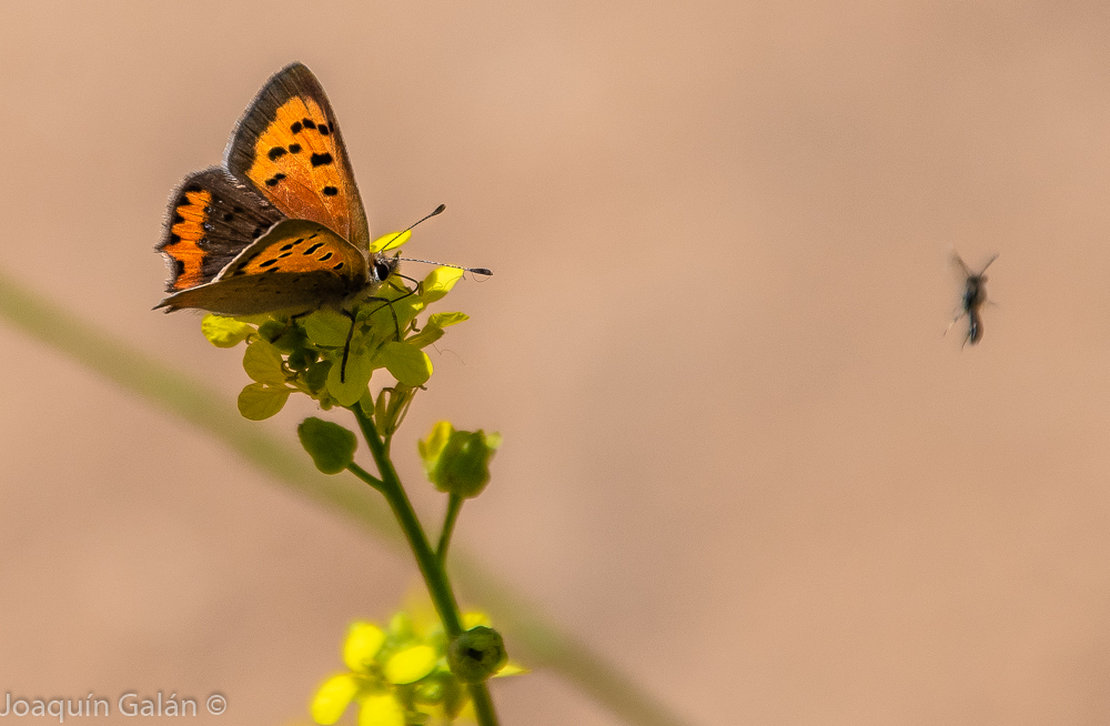 JoaquinGalanEs's tweet photo. Una #MariposaMantoBicolor (Lycaena phlaeas) es una #mariposa diurna del género #Lycaena y de la familia Lycaenidae.
#Insecto #Naturaleza #fotografianaturaleza #España #Andalucia #InsectosAndalucia https://t.co/dnN0yJXvgQ