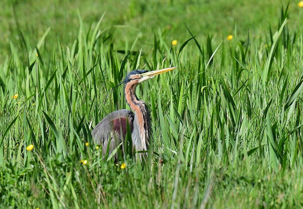 This Purple Heron on St. Mary's was feeding well late afternoon after concern was expressed this morning that it was looking lethargic. Seemed to be feeding on lots of tadpoles! @CBWPS1 @IOSTravel @ScillyWildlife @BobBosisto @Kernowringer @camelbirder @JasminaGoodair