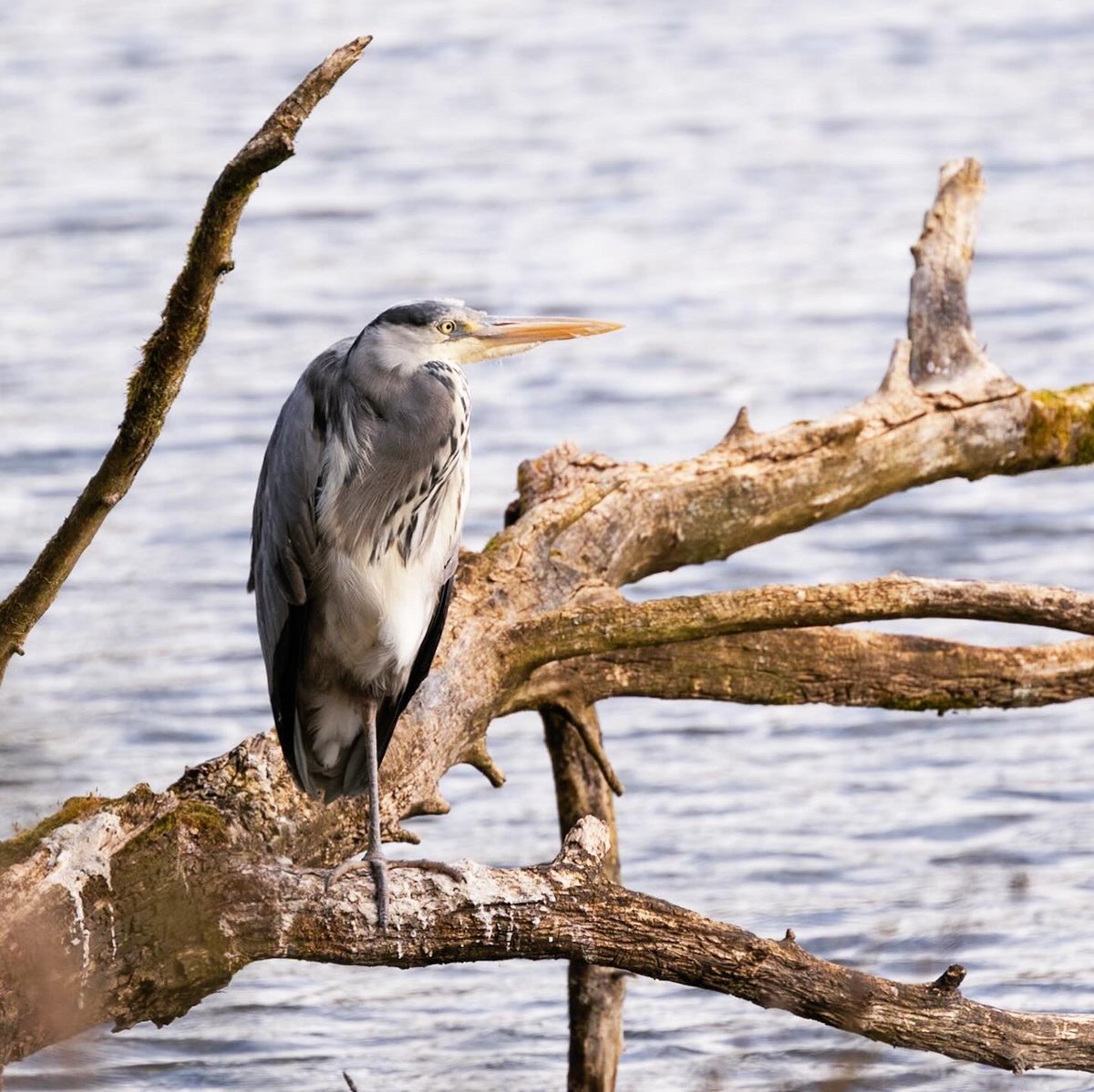 Go Wild Scotland tweet media