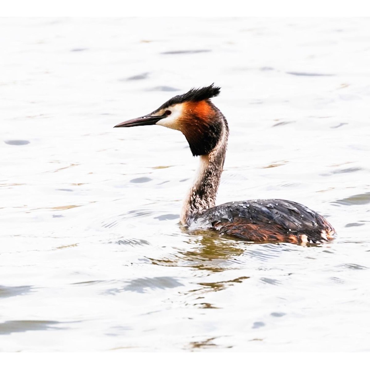 Go Wild Scotland tweet media