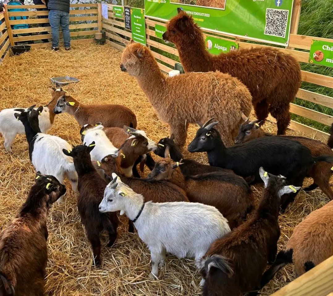 RNJ_42's tweet photo. En route vers le 9 Juin 🚀
Le RNJ 42 présent à la Foire de Beaucroissant aux côtés de Jordan Bardella, à la rencontre des visiteurs et des agriculteurs isèrois ! 🇨🇵
 #RNJ42 #ActionRN #VivementLe9Juin https://t.co/ACBejYVy3U