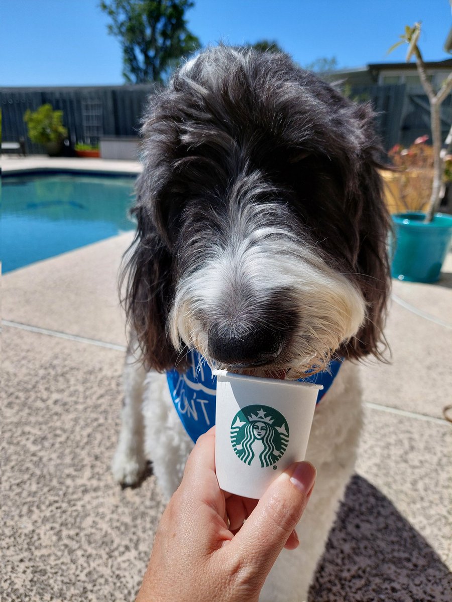 Mom and I had a great day! She took me to see the @BlueChairBayRum bus, and I got to go in the liquor store with her. Then she got me a pup cup from #Starbucks on the way home 😋 #dogsoftwitter #DogsOfX