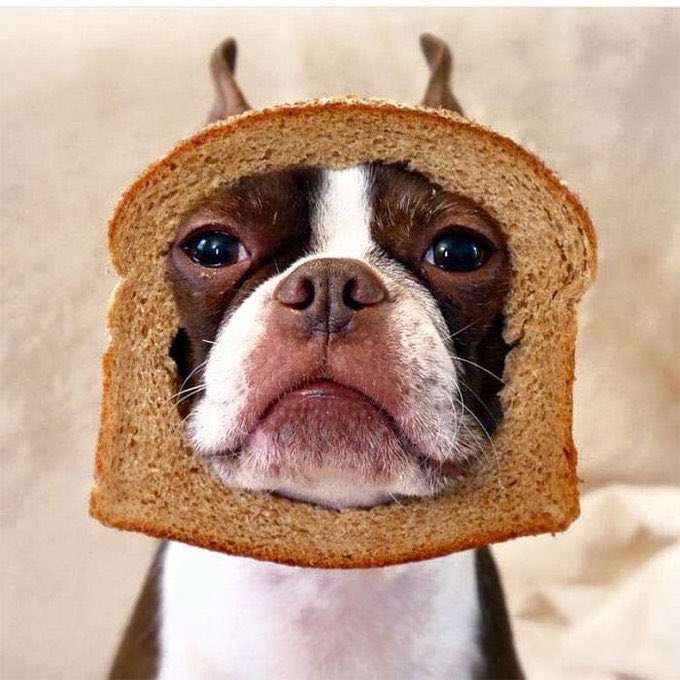 CyMoo0n's tweet image. You have a Dog $WIT Bread ? @Dogwitbread