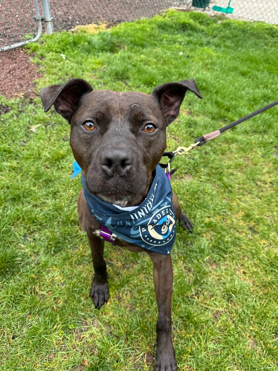 Smokey is ready to watch the Philadelphia Union this Saturday. He'd love to be on your couch, and we know he'd be a good luck charm. Smokey is our longest term resident and is approaching four years in our shelter.