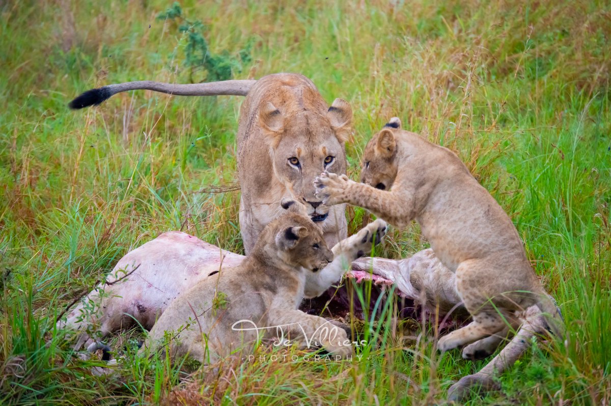 In the brisk Autumn air, a young lioness stands fierce and firm, protecting their meal. Nearby, her lively cubs play with exuberance. #andbeyondtravel #andbeyondsightings #traveldeeper #andbeyondsafari #andbeyondphinda #phinda #southafrica #nikonphotography @andbeyondtravel