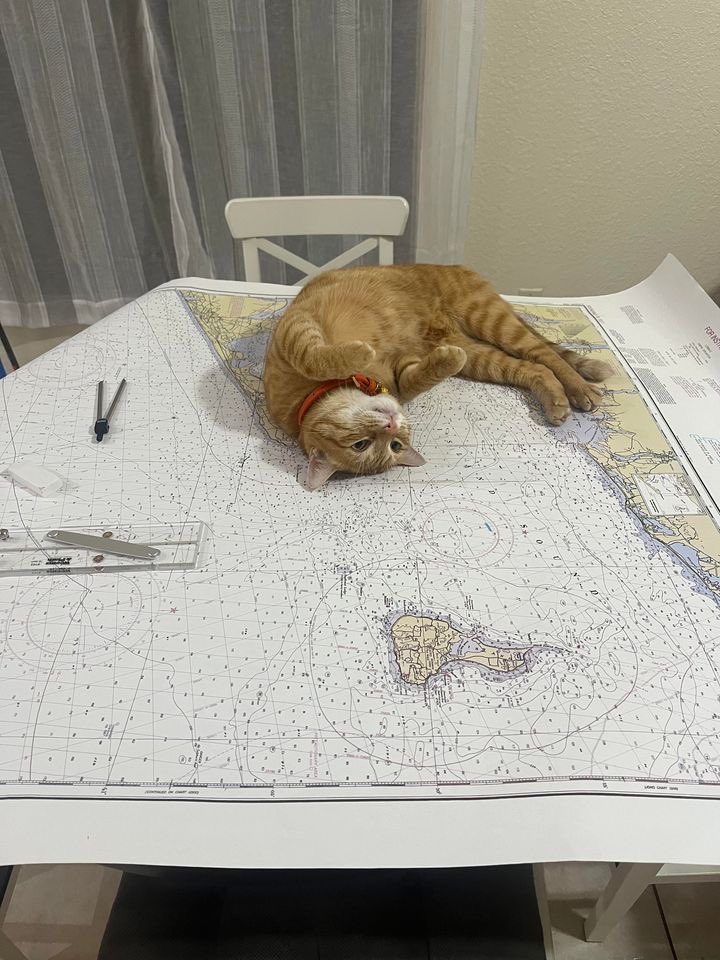 Looks like someone’s ready to navigate the high seas… Or just nap on them! Thank you for sharing, Carlos. 😺 #seaschool #studybuddy #navigation #plotting