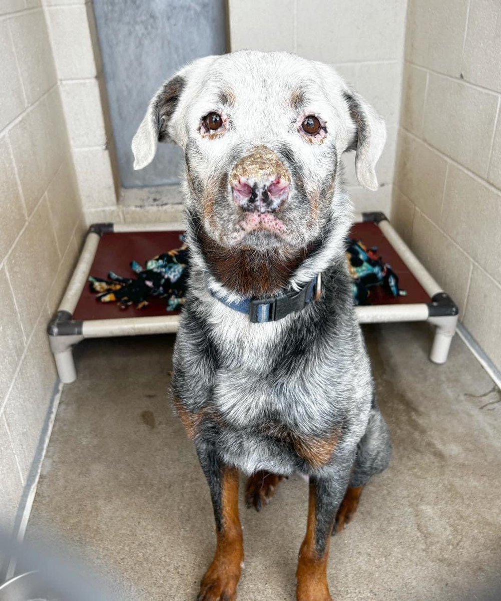 Lemongrass is today’s KILL LIST💔 RESCUE ONLY MEDICAL PLEDGES + FOSTER NEEDED A4961529 Maricopa County Animal Care + Control 2500 S 27th Avenue #Phoenix #Arizona 85009 2 y/o suspected Vitiligo with an unknown condition causing lesions on his nose eyes & mouth #dogsoftwitter