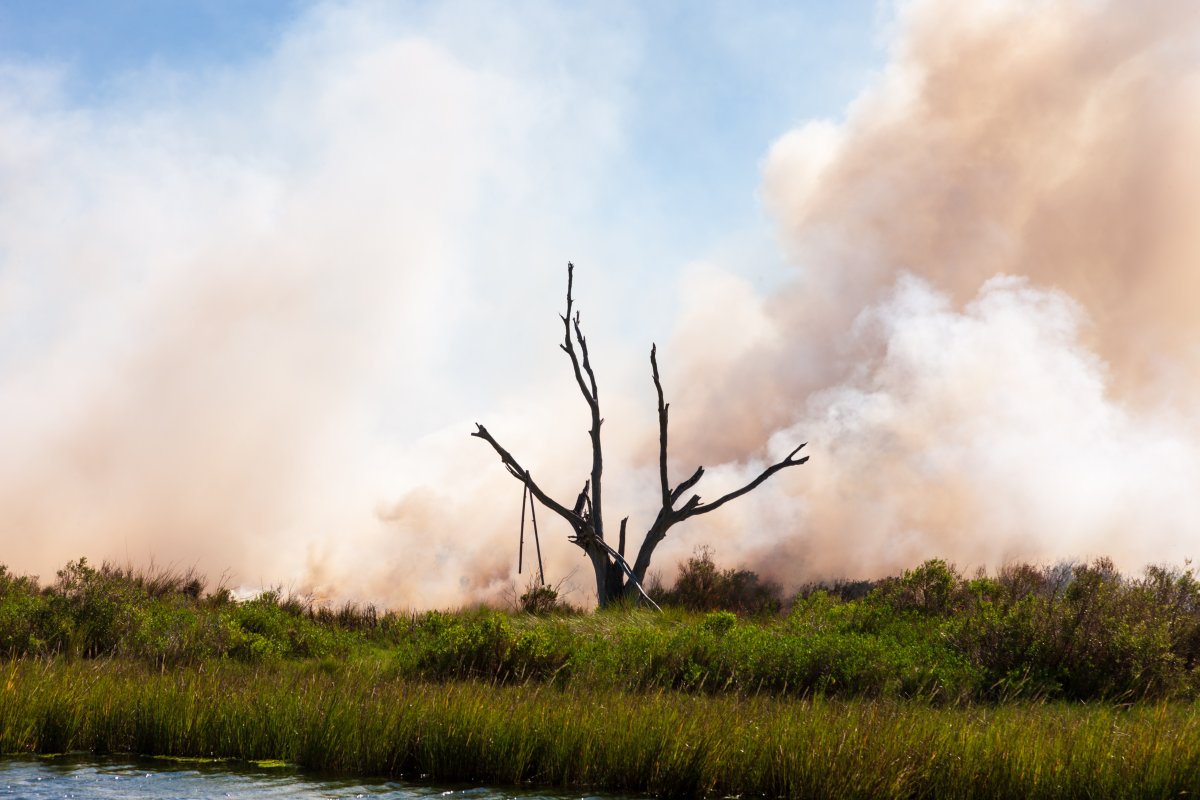 westfotonola's tweet photo. Marsh Fire ... #Fire #Marsh #MarshFire #Marshlandscape #SouthLouisiana #LandscapePhotography https://t.co/yTuN8zPCzN