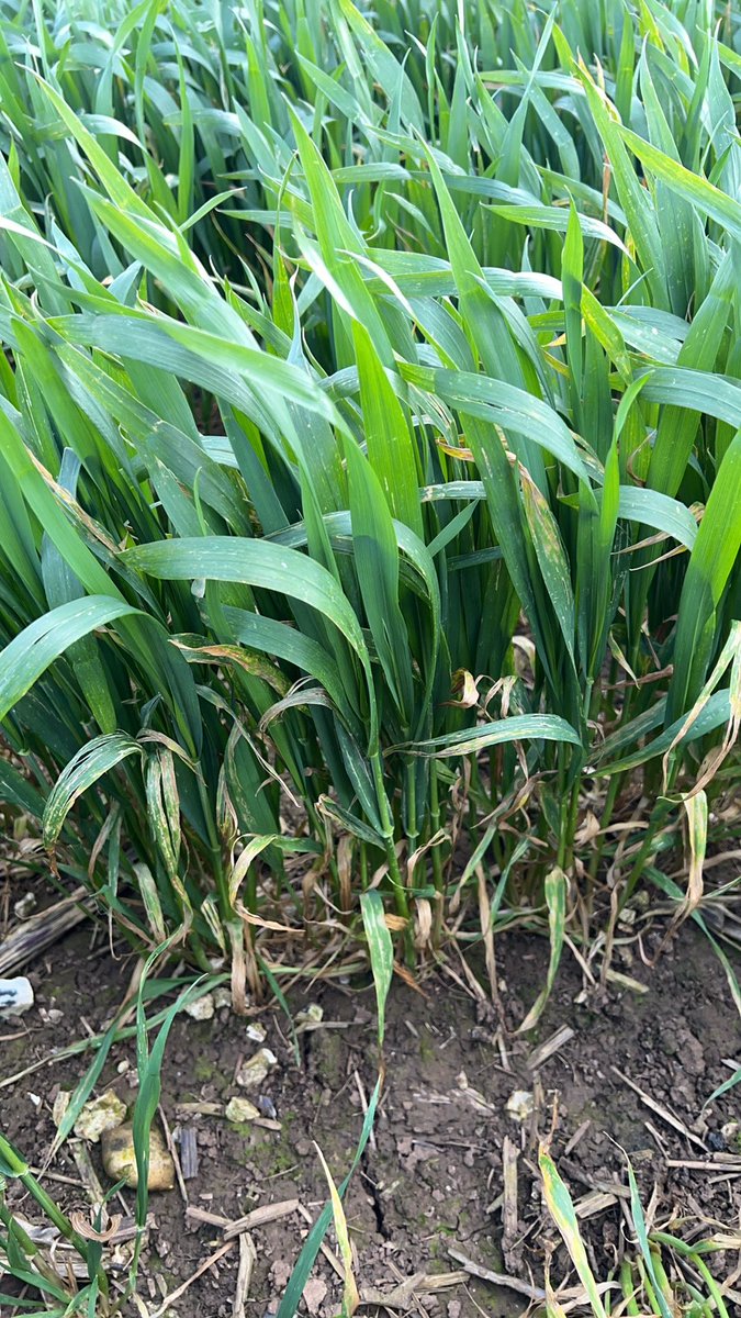 Kieran C Walsh tweet media