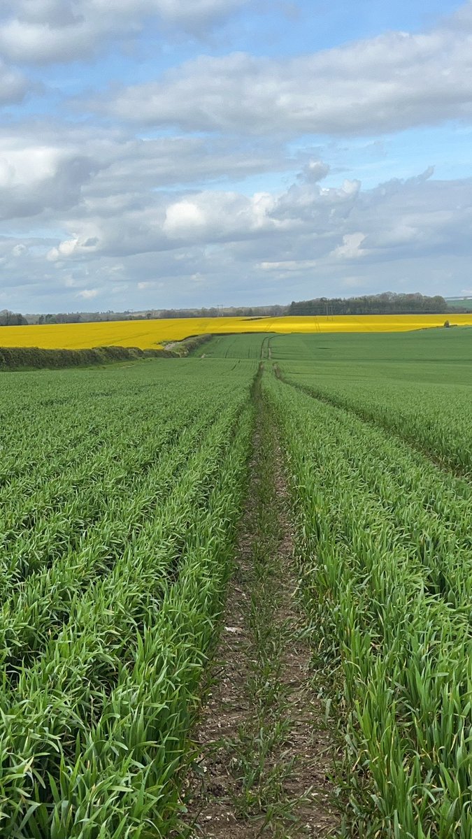 Kieran C Walsh tweet media