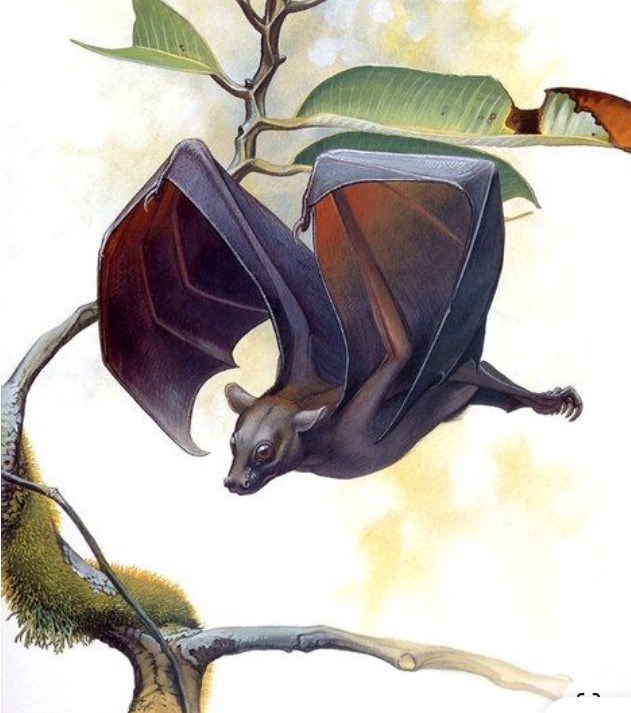 David Shephard tweet media