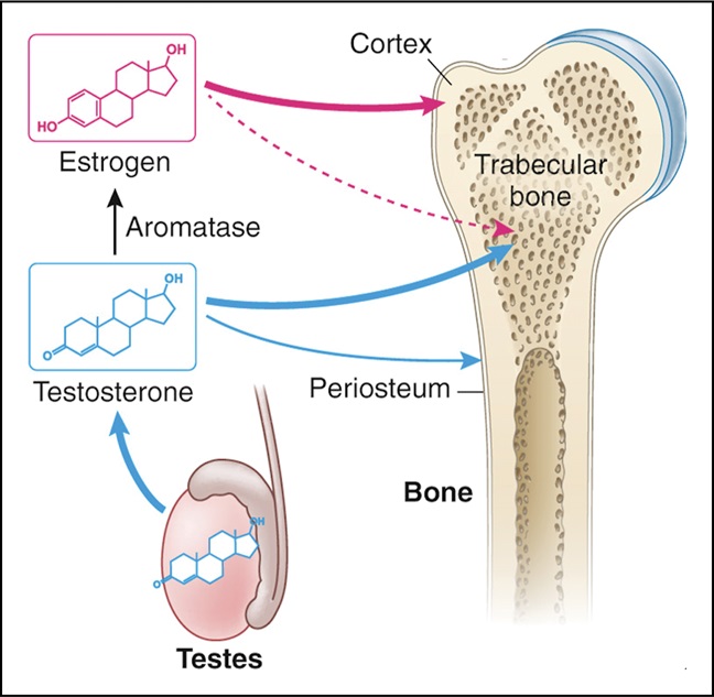 What is the impact of HRT in orthopaedic surgery? Find out here from @randymcohn dx.doi.org/10.5435/JAAOS-…