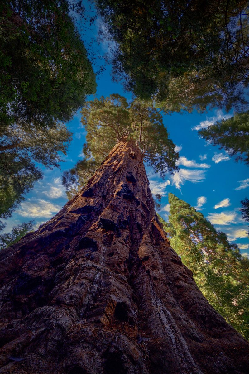 Thanks for the tag, Cynthia! Join #Top4Theme #Top4Forests with hosts @intheolivegrov1 @obligatraveler @OdetteDunn @pipeaway_travel 

1. San Juan, Co.
2. Inyo, Ca.
3. Los Padres, Ca.
4. Boole Tree, 6th largest giant Sequoia, Sequoia NF, Ca.

Join in @amy_oosterhouse @suziday123