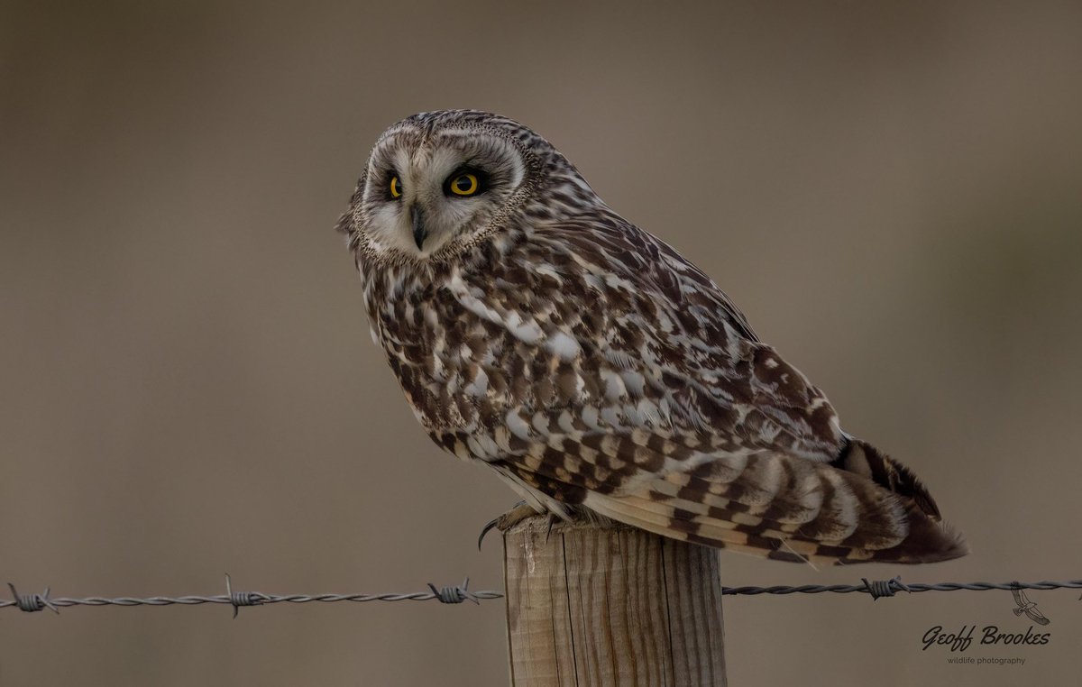 Short Eared Owl on Teesside tonight