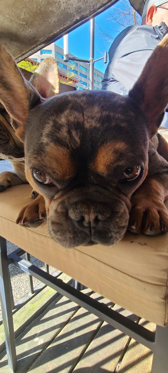 Kevin with his conniving look. 😁 
#Kevin #frenchbulldog ❤️ 😍