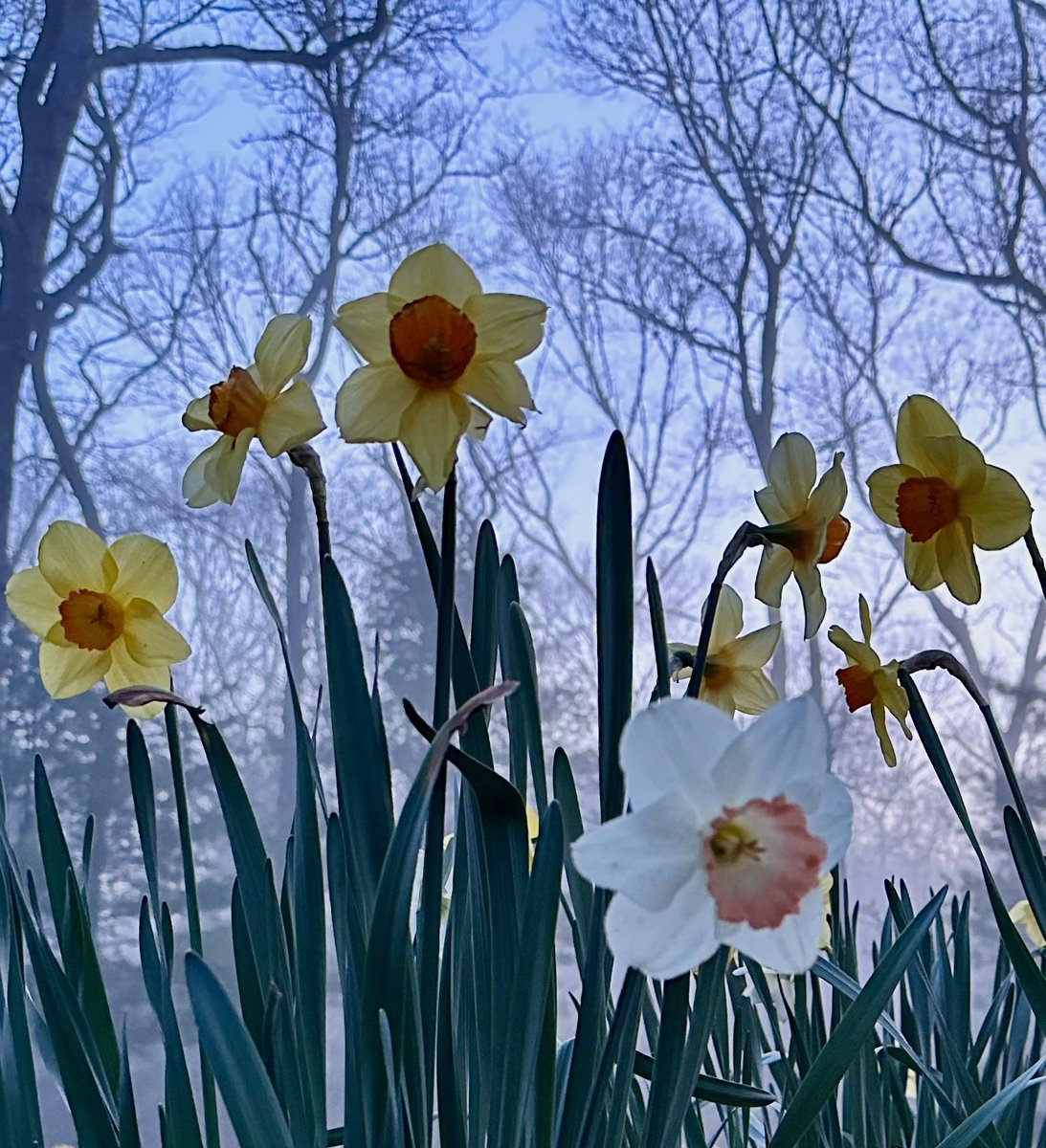 giants among giants
the daffodils stood
with oaks today
and did perform
the better show