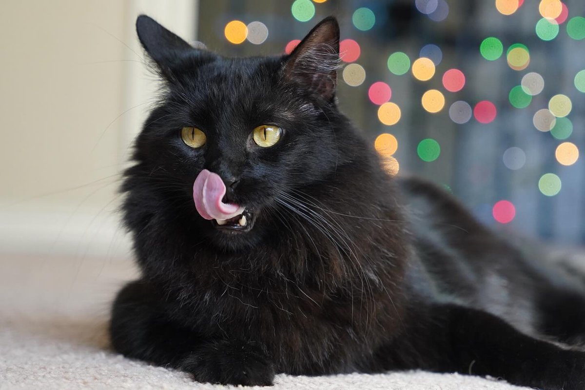 Happy #TongueOutTuesday to my #furriends and their human staff! #blackcats #rescuecats #bokeh #TuesdayFeeling