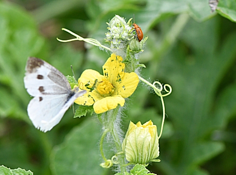 この花はご存知ですか？ スイカなんですが、ウリハムシに食べられてボロボロ…🤣 まあ、こういうこともよくあります…(^_^;) #野菜の花