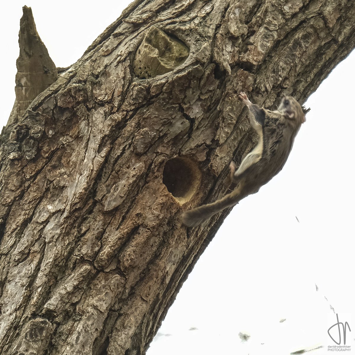 This Red-bellied Woodpecker was surprised to find a little mammal occupying this nicely carved-out nesting site; but not as surprised as I was when the occupant emerged and it was a Northern Flying Squirrel (Glaucomys sabrinus)! #LdnOnt @UTRCAmarketing #squirrel @BirdFriendlyLdn