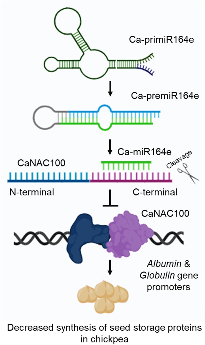 NewPhyt's tweet image. MIR164e-NAC100 network is critical for determination of seed protein synthesis in #chickpea

Chakraborty et al. @DBT-NIPGR @NIPGRsocial

📖 ow.ly/GW7S50Rm8l1

@wileyfoodsci @wileyplantsci