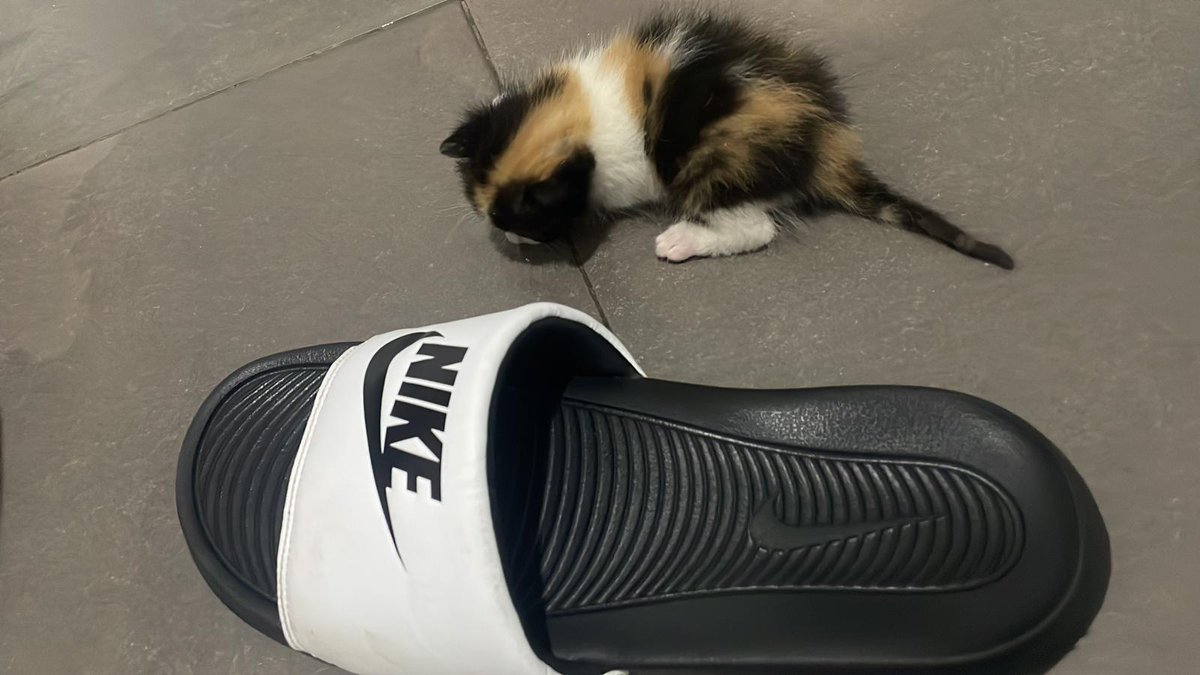 ArcadelTorcal's tweet photo. URGENTE !!
Necesitamos casa de acogida para esta pequeña gatita tricolor, que  ya empieza a comer solita.
Está en #Antequera (Málaga).
CONTACTO: ARCA DEL TORCAL móvil 637 17 60 58 (WhatsApp). https://t.co/tROBYIwciL
