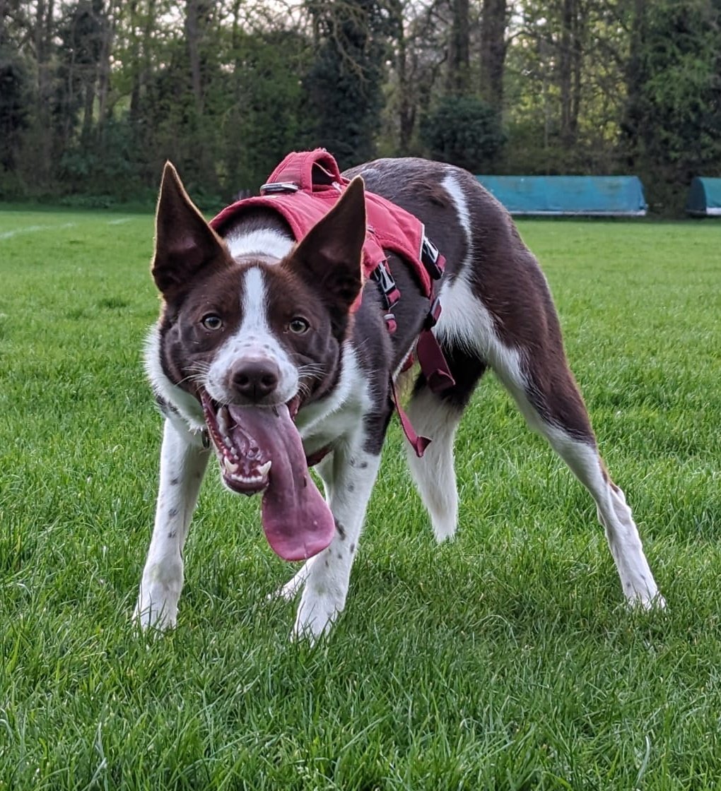 Last minute #tongueouttuesday #TOT from Bonnie, look at the length of that tongue! 🤪🐕

#dogsoftwitter #bordercollie #TuesdayFeeling