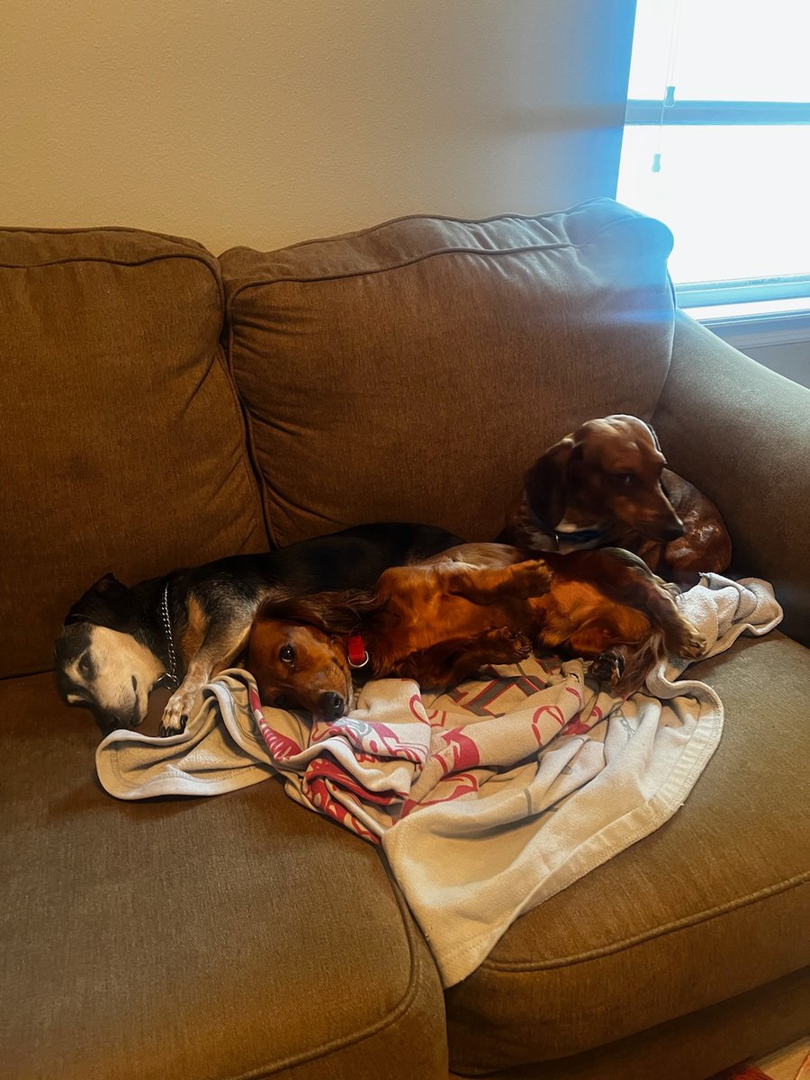 TgCz76's tweet photo. Ryder thankfully made a full recovery & invited friends over for a doggie PJ party ๐
Bentley & our Cooper, hogging the bed ๐ณ๐
#DogsLife #PetCPR https://t.co/E5lEFOrIeK
