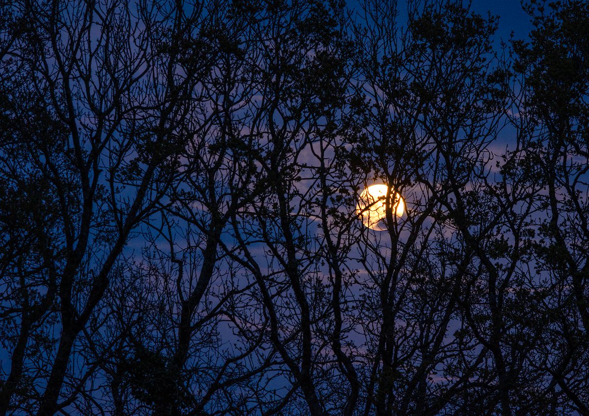 Pink Moon rising as the Rooks settle and a Tawny Owl calls.