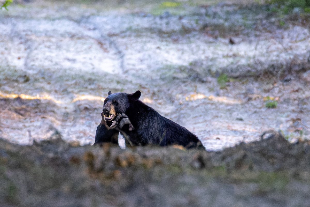 They were behind a rise, but a bear cub playfully nips its mother's chin.