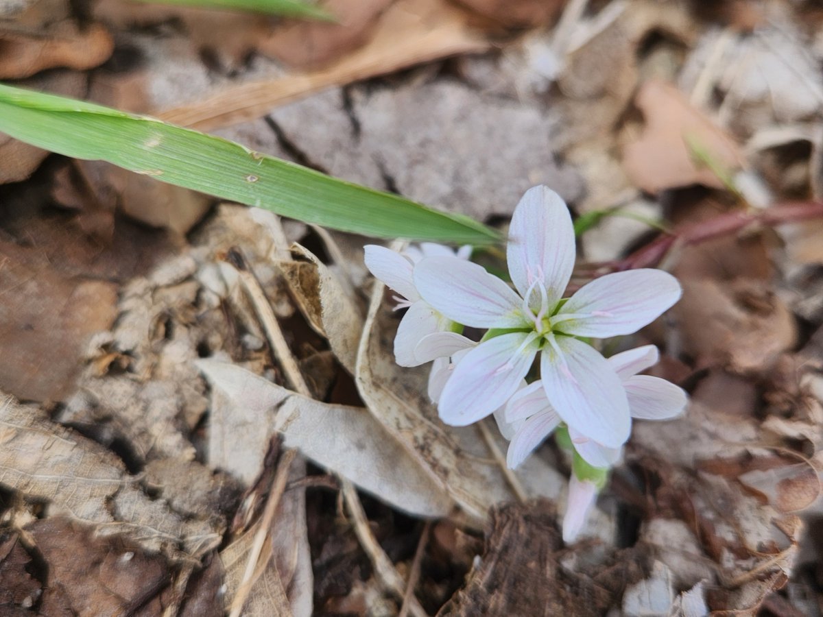 CbusMetroParks tweet picture