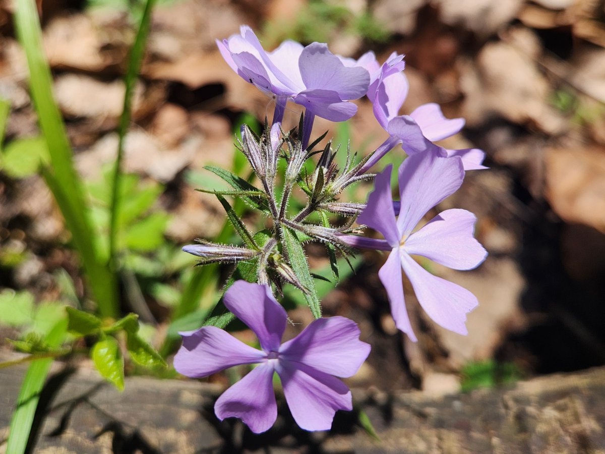 CbusMetroParks tweet picture