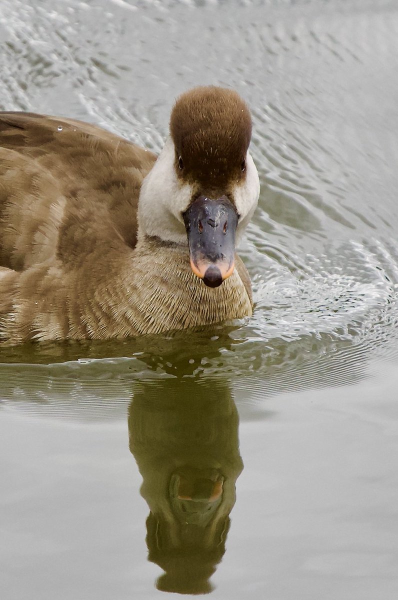 SHG123123's tweet photo. Female Red-Crested Pochard on #elsecar Reservoir 23/04/2024. @barnsley_nats @Barnsleybsg @DonnyBirding @WakeyBirders https://t.co/lTQFixEdW7