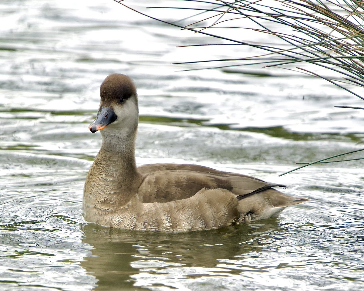 SHG123123's tweet photo. Female Red-Crested Pochard on #elsecar Reservoir 23/04/2024. @barnsley_nats @Barnsleybsg @DonnyBirding @WakeyBirders https://t.co/lTQFixEdW7