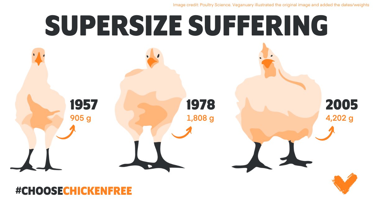 Modern chickens have been selectively bred to grow bigger and faster than they would naturally. They are the most abused land animals on earth. 😢 Let us show you how to replace chicken and eggs in your diet. Click the link in our bio for all the info. 🐔 ⁠ #ChooseChickenFree