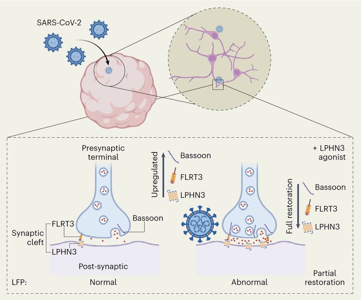 How #SARSCoV2 can disrupt brain synapses nature.com/articles/s4156… nature.com/articles/s4156… Increased expression of 3 synaptic proteins, and finding a drug that restores synaptic function @NatureMicrobiol