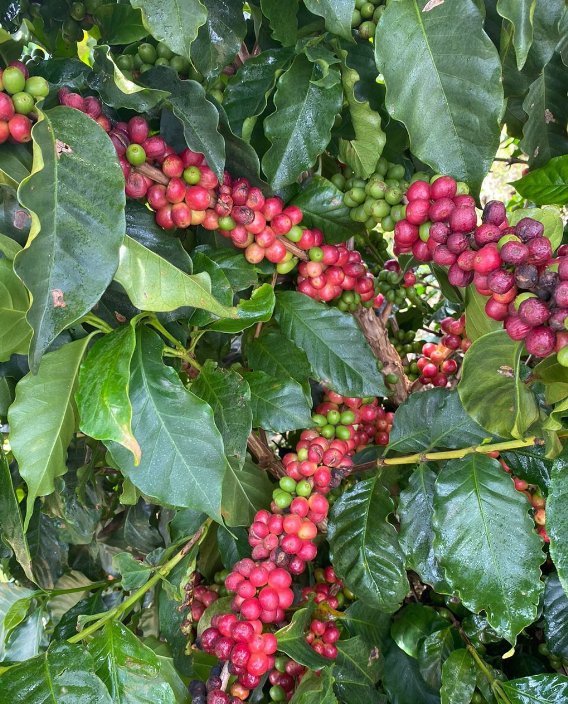 Rehagro's tweet photo. O café vai muito além de uma simples bebida.☕

É uma cultura que une pessoas, gera empregos e impulsiona economias ao redor do mundo. Desde o cultivo até a xícara, cada etapa envolve paixão, dedicação e expertise. https://t.co/hGUQWh568X