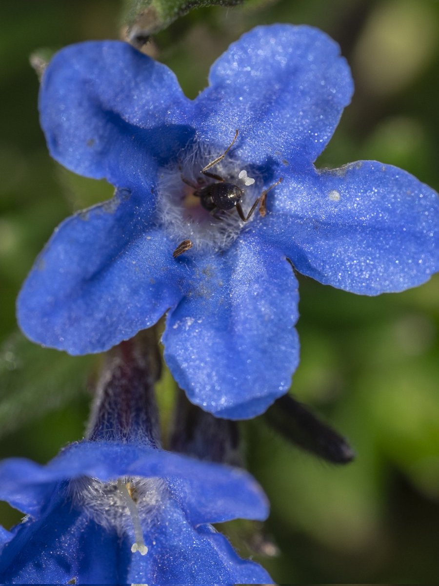 Ant playing hide and seek #Togtweeter #ThePhotoHour #snapyourworld #insects #ants #macro #NaturePhotography #flowers #plants